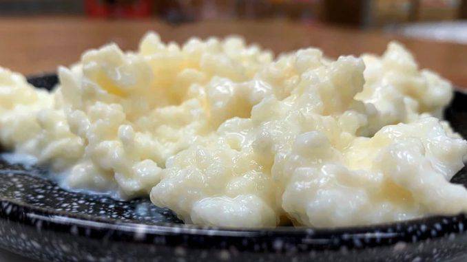 Milk Kefir Grains Milk Kefir Grains