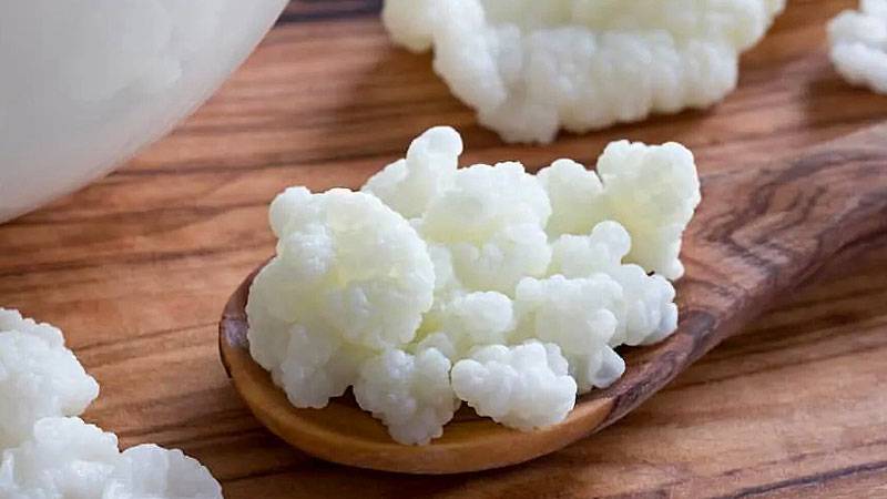 Kefir grains
