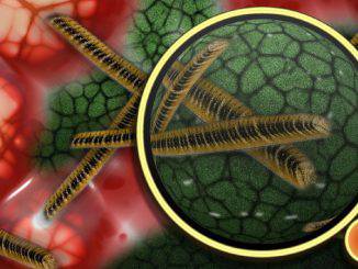 Microbiome and microbiota
