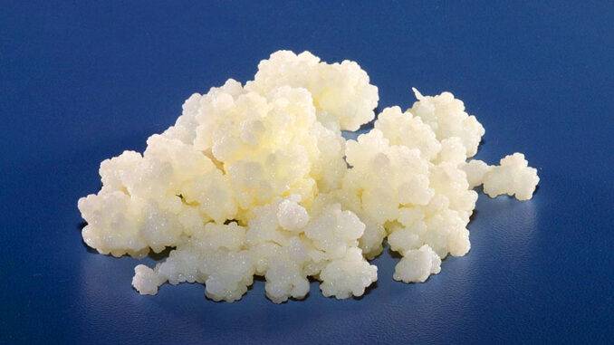How to store kefir grains How to store kefir grains