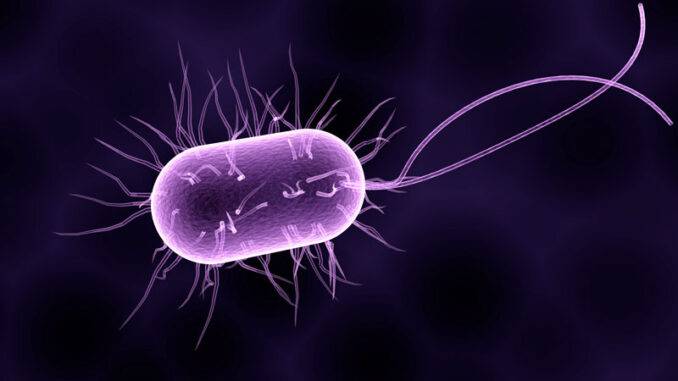 What are probiotics and how do they work?