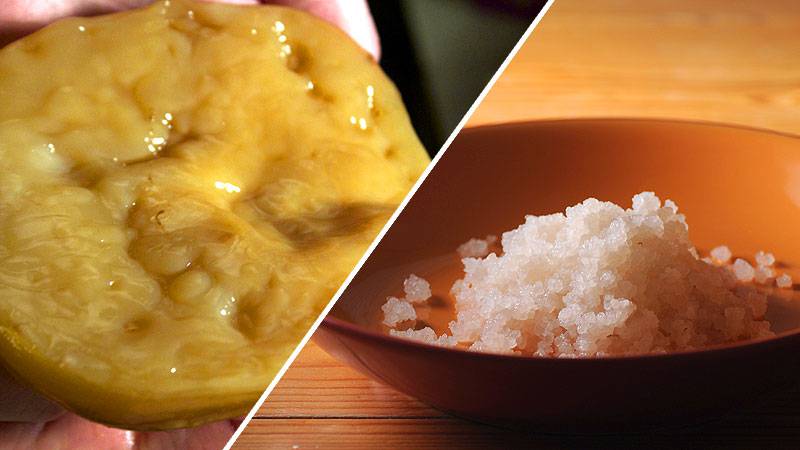 Kombucha or Kefir?