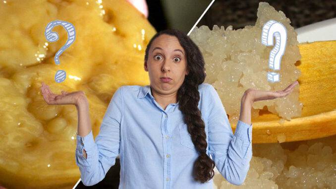 Kefir or Kombucha?
