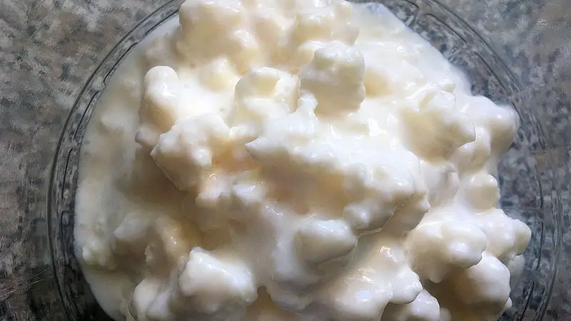 Do not be tempted to rinse Kefir grains