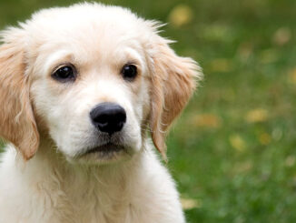 Is Kefir good for dogs?
