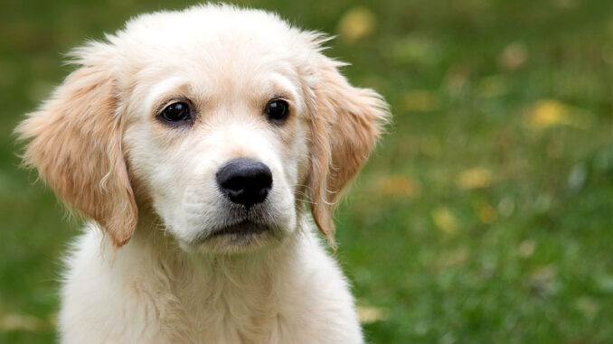 Is Kefir good for dogs? Is Kefir good for dogs?