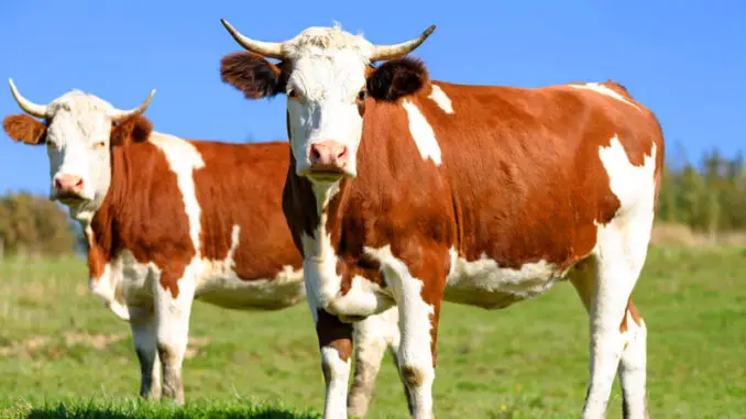 UHT, pasteurized, or raw milk? UHT, pasteurized, or raw milk?
